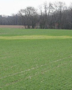 early wheat planting with visible problem area