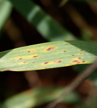 Stagonospora Nodorum Leaf Blotch