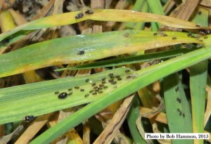 Sipha maydis aphid on wheat