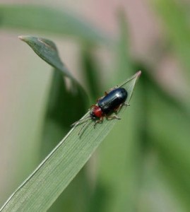 Cereal Leaf Beetle Adult