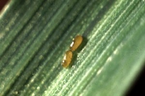Cereal Leaf Beetle Eggs
