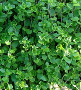 Common Chickweed Crop
