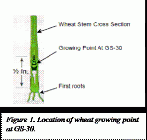 drawing showing the location of the growing point at gs 30 in wheat