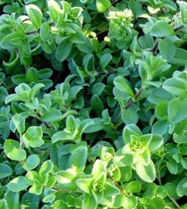 Mousear Chickweed