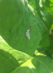 Cover photo for New Fact Sheet on Spined Stilt Bugs - an Important Predator in Tobacco