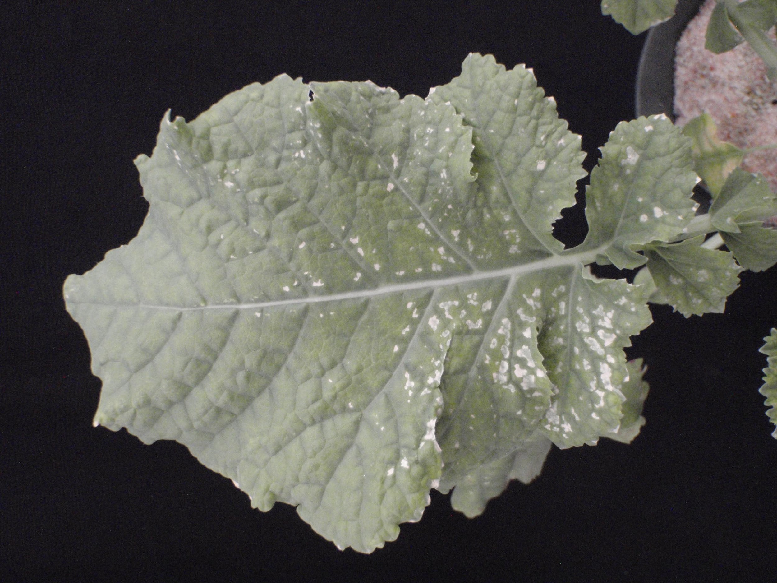 Angular tan lesions on leaf surfaces