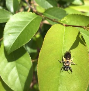 Ground bee covered with pollen resting on a leaf. Photo: SD Frank