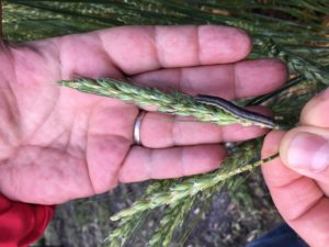 Cover photo for True Armyworm in Northeastern NC Wheat- Time to Scout