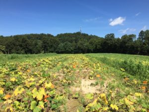 Cover photo for Phytophthora Diseases Affecting Fruiting Vegetables in WNC