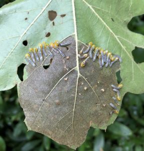 Sawfly larvae, probably Caliroa quercuscoccineae, on a red oak and the window pane damage they cause. Photo: SD Frank