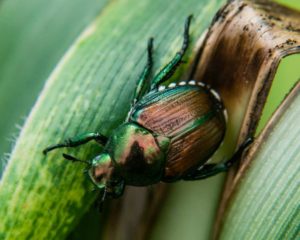 Japanese Beetle adult