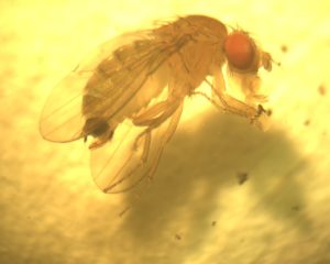 Cover photo for Spotted-Wing Drosophila Active in North Carolina Blueberries
