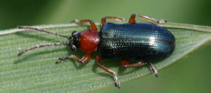 elongated beetle