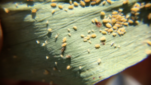 many aphids on the underside of a leaf