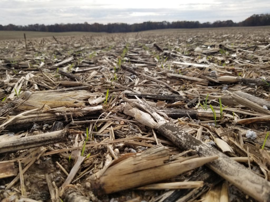 video-optimal-wheat-seeding-rates-nc-state-extension