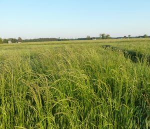 Cover photo for Webinar: Wheat Marketing & Weed Control