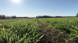 Cover photo for Webinar: Wheat Disease, Insect and Crop Management Updates