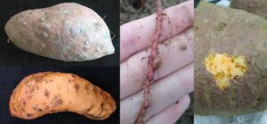Composite photograph of guava root-knot nematode damage on sweetpotato. On the left side are two photos of storage roots with galls caused by GRKN. On in the middle is GRKN galls on a sweetpotato fibrous root. On the right is a sweetpotato with skin peeled to reveal small brown flecks, which are evidence of female GRKN feeding just below the sweetpotato skin.