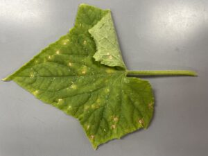 Cucumber downy mildew symptoms